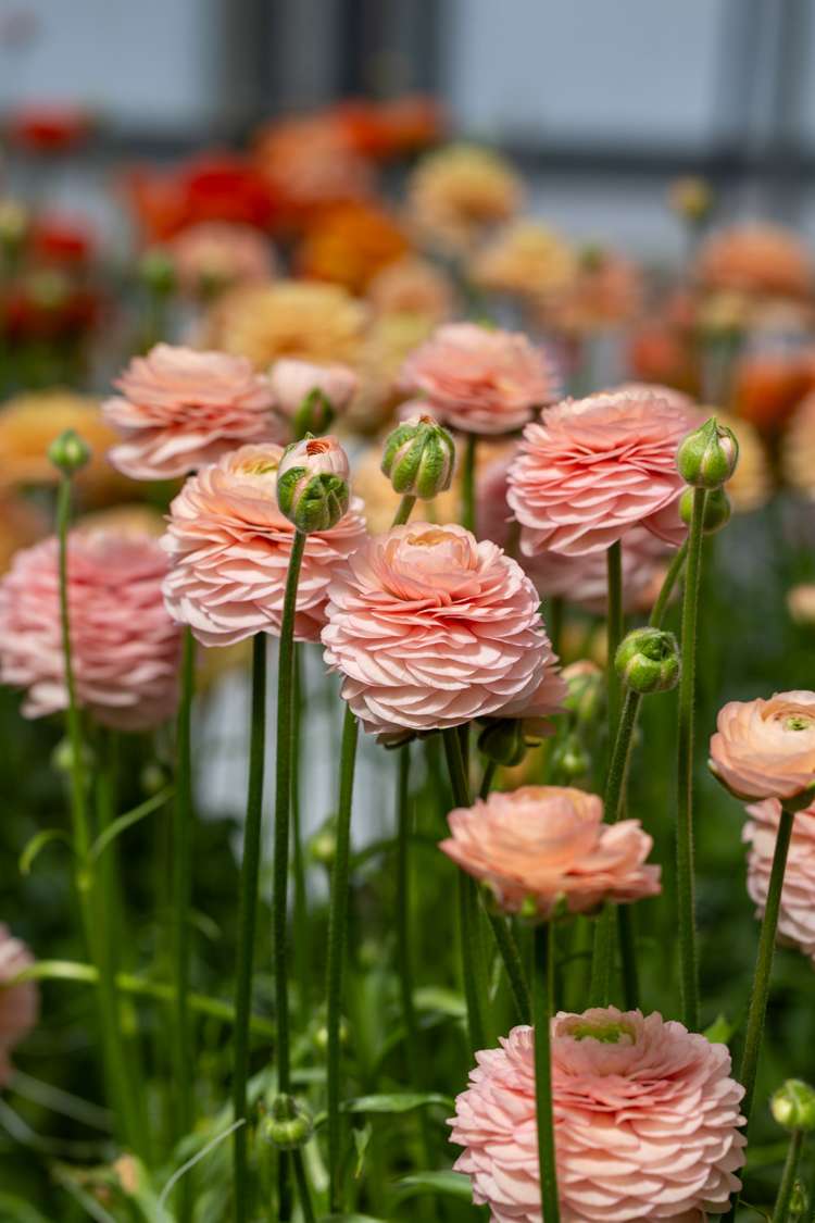 Ranunkel 'Elegance® Salmon'